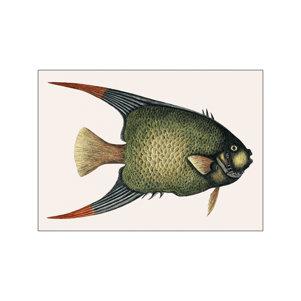 Angel Fish — Art print by Mark Catesby from Poster & Frame