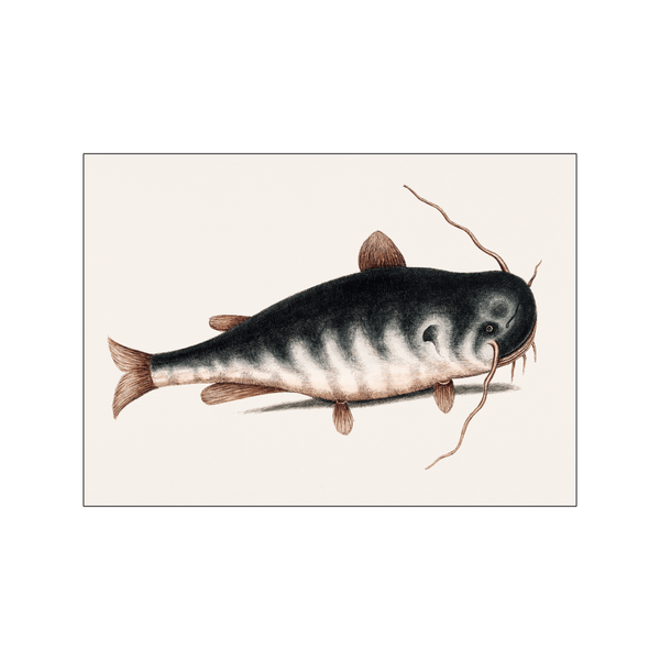 Cat Fish — Art print by Mark Catesby from Poster & Frame