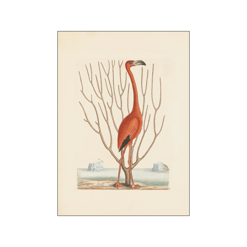 Flamingo — Art print by Mark Catesby from Poster & Frame