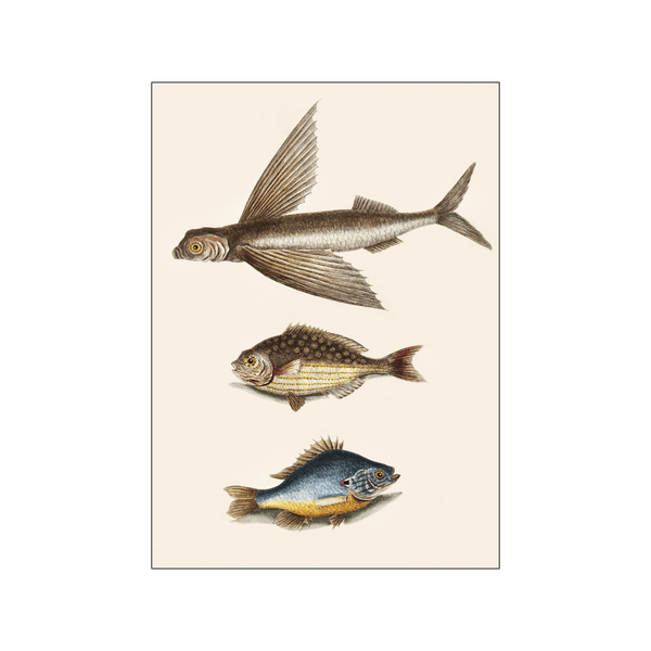 Flying Fish — Art print by Mark Catesby from Poster & Frame