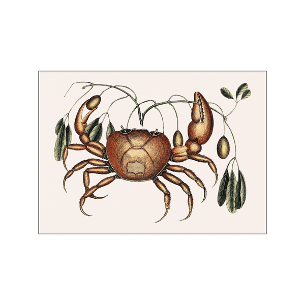 Land crab — Art print by Mark Catesby from Poster & Frame