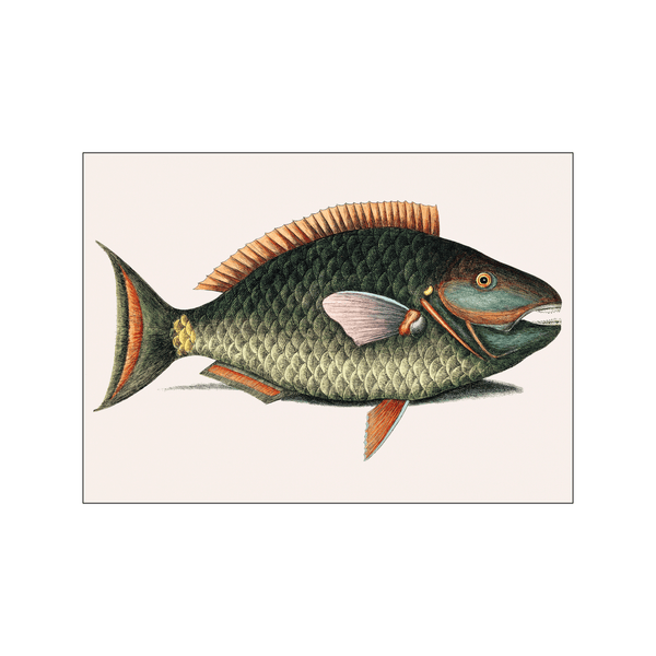 Parrot Fish — Art print by Mark Catesby from Poster & Frame