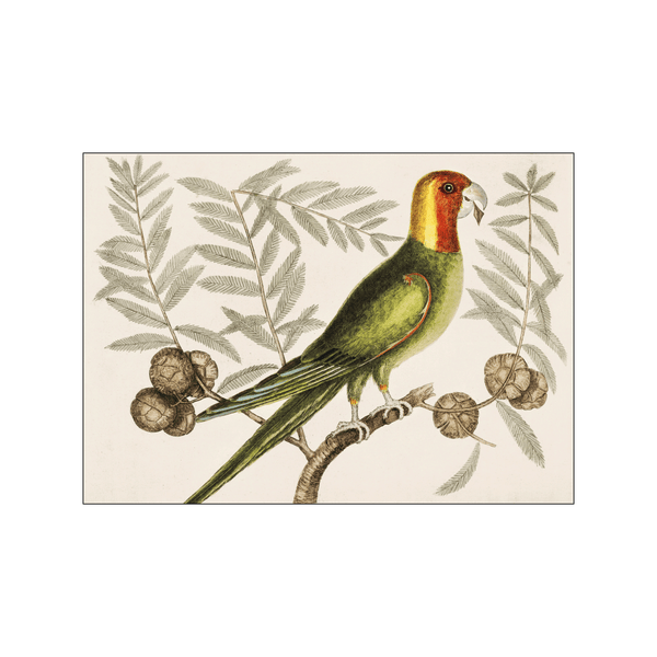 Parrot of Carolina — Art print by Mark Catesby from Poster & Frame
