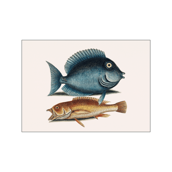 Tang fish — Art print by Mark Catesby from Poster & Frame