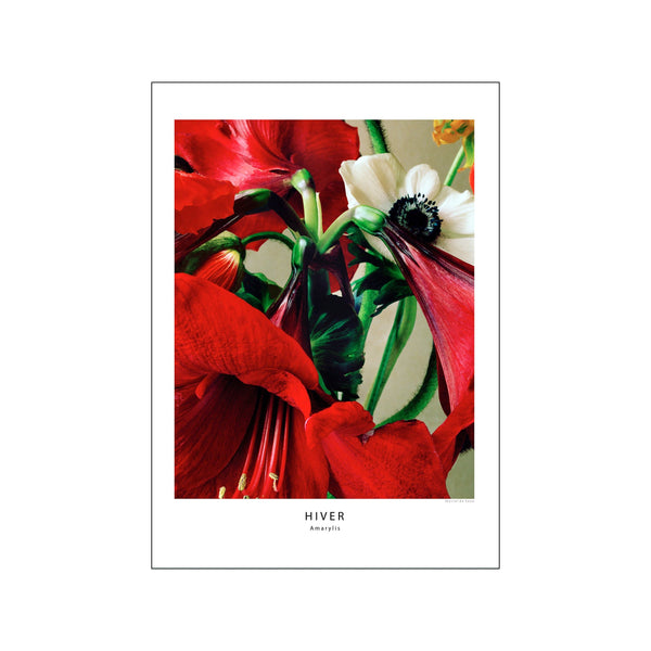 Amarylis — Art print by Muriel de Seze from Poster & Frame