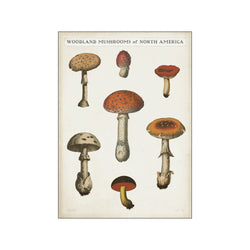Mushroom Chart III Light — Art print by Wild Apple from Poster & Frame