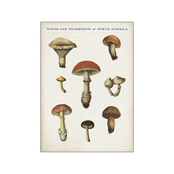 Mushroom Chart II Light — Art print by Wild Apple from Poster & Frame