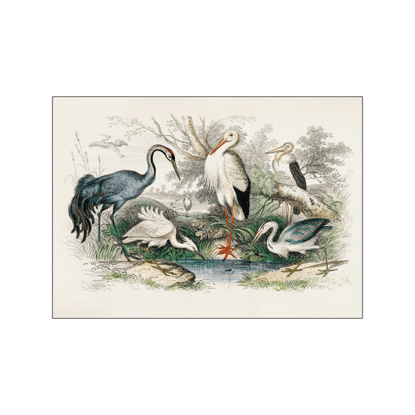 Large Birds — Art print by Oliver Goldsmoth from Poster & Frame