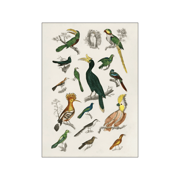 Various Birds — Art print by Oliver Goldsmoth from Poster & Frame