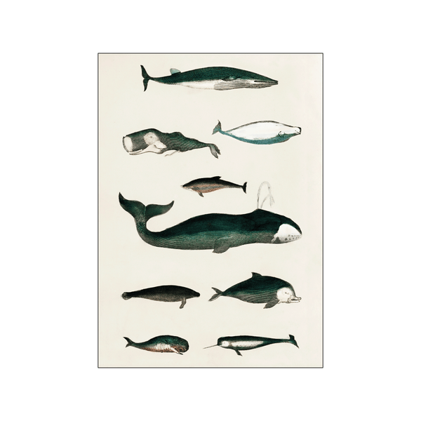 Various Whales — Art print by Oliver Goldsmoth from Poster & Frame