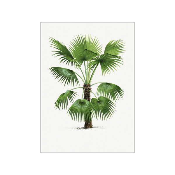 Vintage palm tree 03 — Art print by Oswald de Kerchove de Denterghem from Poster & Frame