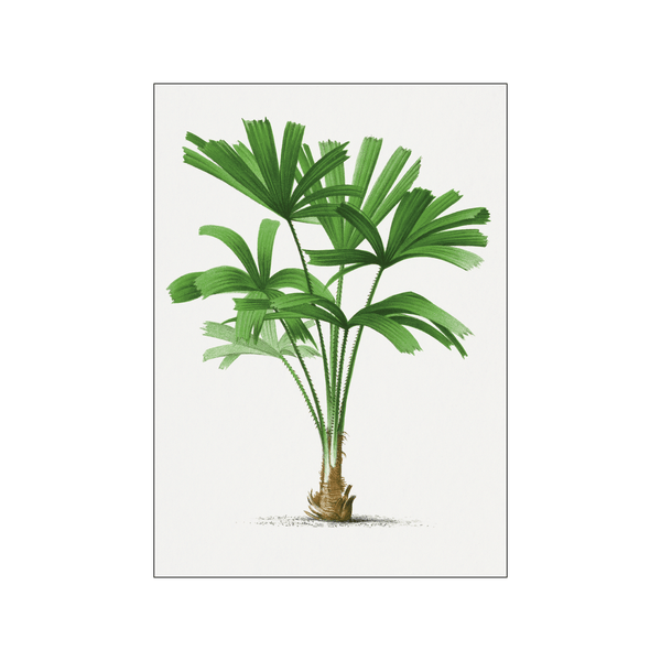 Vintage palm tree 04 — Art print by Oswald de Kerchove de Denterghem from Poster & Frame