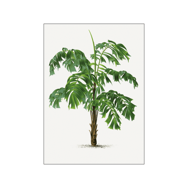 Vintage palm tree 05 — Art print by Oswald de Kerchove de Denterghem from Poster & Frame