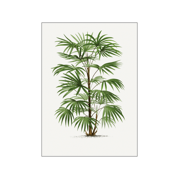 Vintage palm tree 06 — Art print by Oswald de Kerchove de Denterghem from Poster & Frame