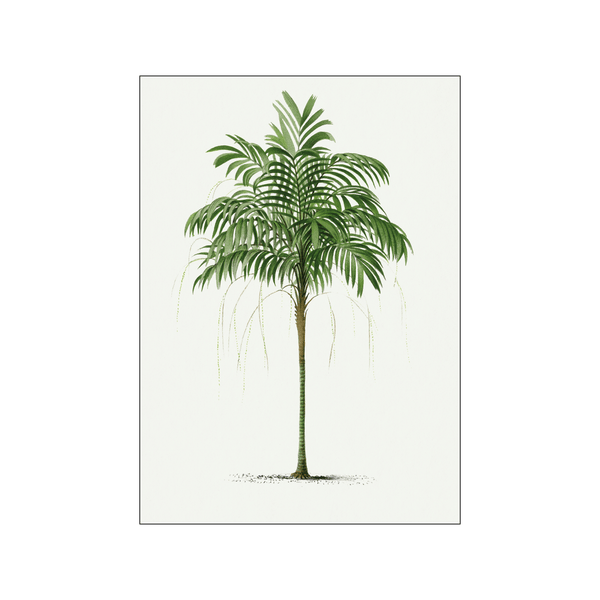 Vintage palm tree 07 — Art print by Oswald de Kerchove de Denterghem from Poster & Frame