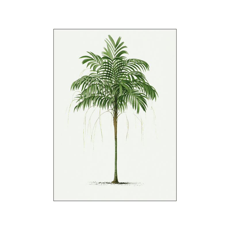 Vintage palm tree 07 — Art print by Oswald de Kerchove de Denterghem from Poster & Frame