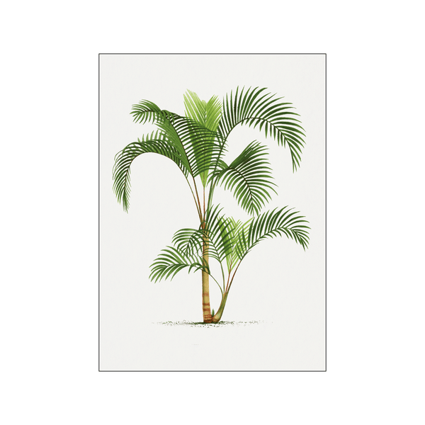 Vintage palm tree 08 — Art print by Oswald de Kerchove de Denterghem from Poster & Frame
