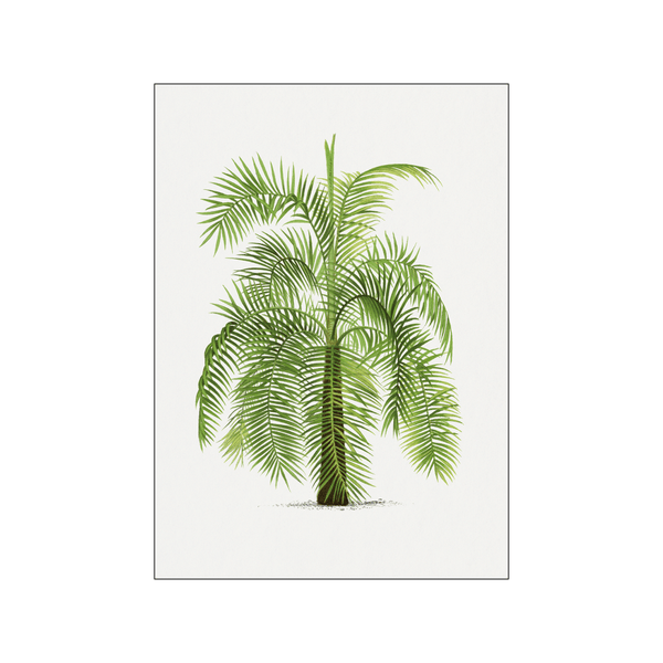 Vintage palm tree 09 — Art print by Oswald de Kerchove de Denterghem from Poster & Frame