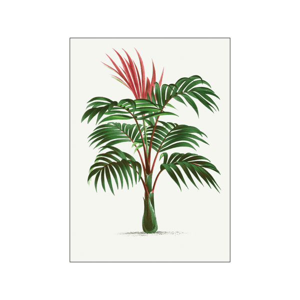 Vintage palm tree — Art print by Oswald de Kerchove de Denterghem from Poster & Frame