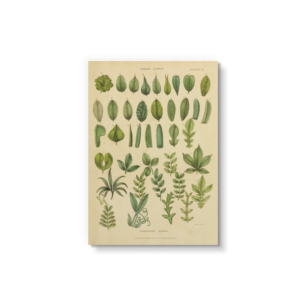 Herbal Botanical X - Art Card