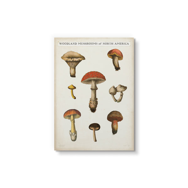 Mushroom Chart II Light - Art Card