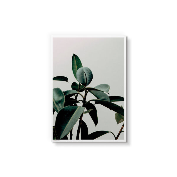 Ficus Elastica - Art Card