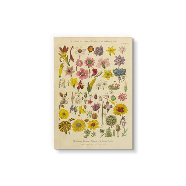 Herbal Botanical XI - Art Card