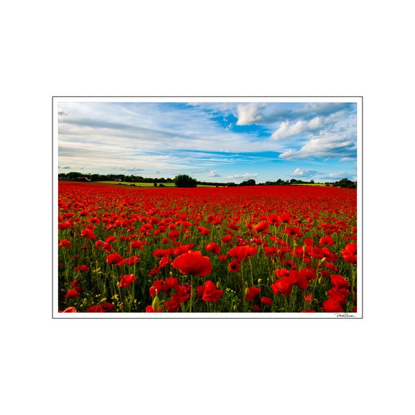 Flower Field — Art print by Patrick Qureshi from Poster & Frame