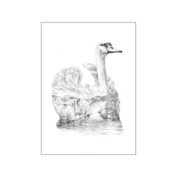 Pencil Swan — Art print by Faunascapes from Poster & Frame