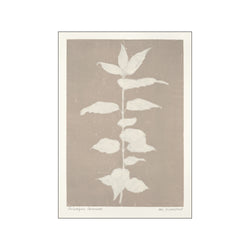 Printed Plant - Philadelphus Coronarius — Art print by PSTR Studio from Poster & Frame