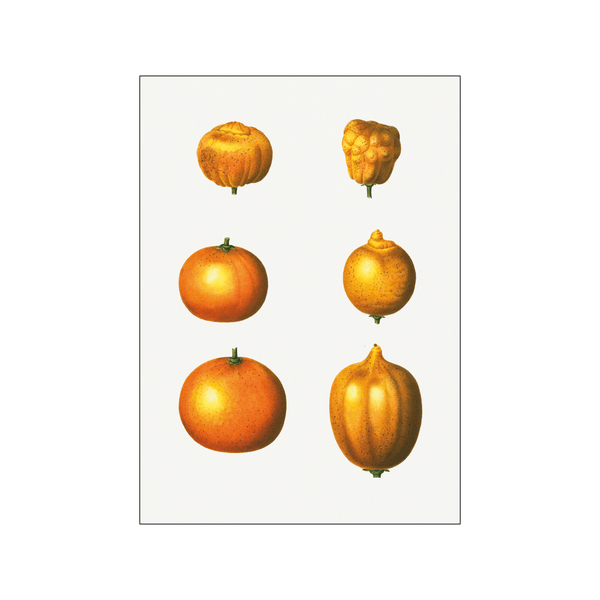 6 types of oranges — Art print by Pierre-Joseph Redoute de Kerchove de Denterghem from Poster & Frame