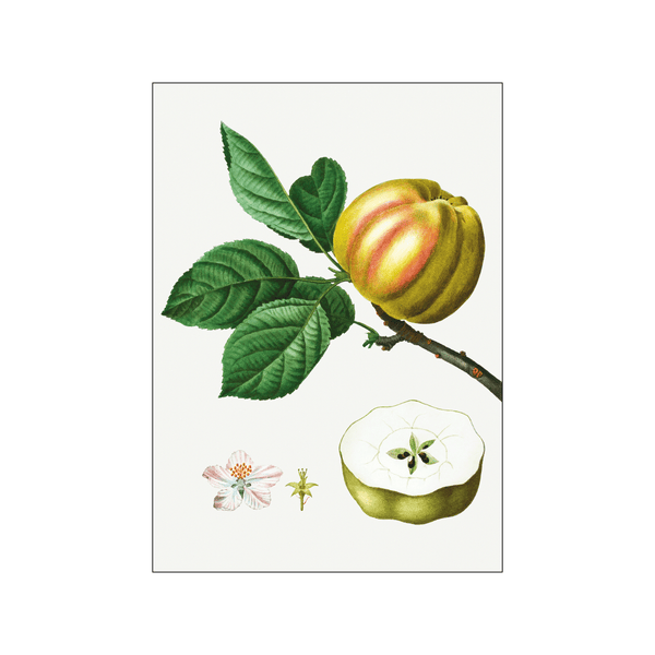 Apple Malus 02 — Art print by Pierre-Joseph Redoute de Kerchove de Denterghem from Poster & Frame