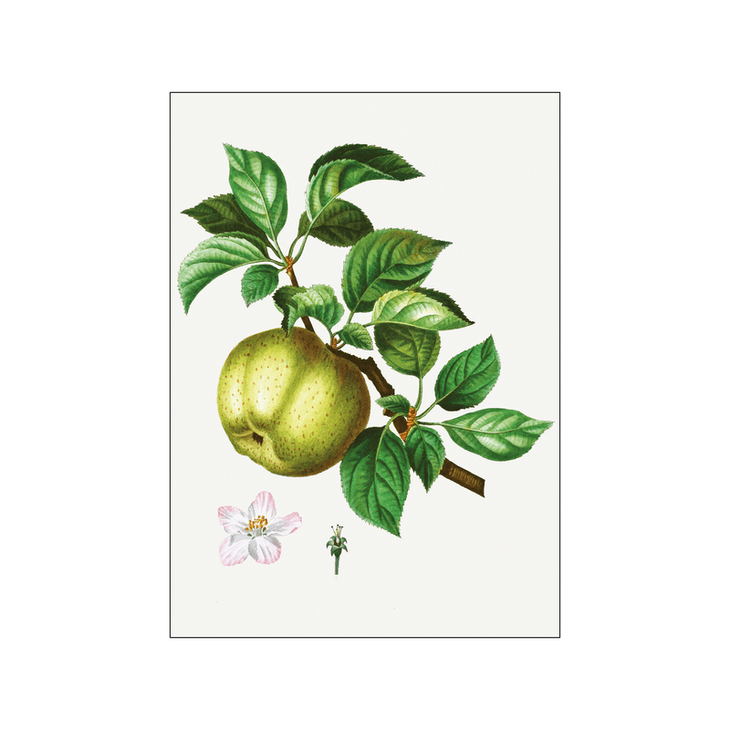 Apple Malus 03 — Art print by Pierre-Joseph Redoute de Kerchove de Denterghem from Poster & Frame