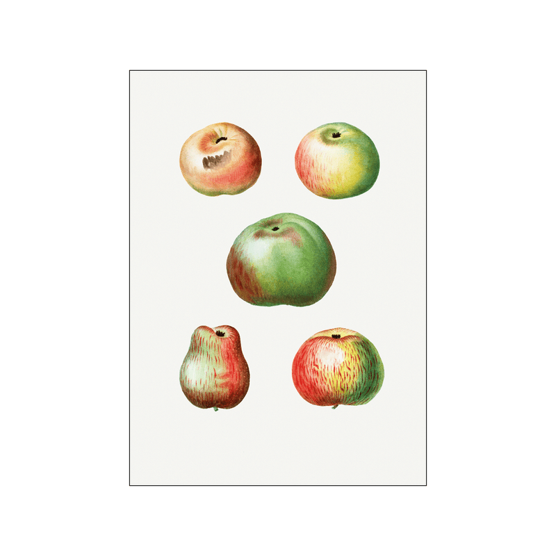 Apple Malus Communis 04 — Art print by Pierre-Joseph Redoute de Kerchove de Denterghem from Poster & Frame