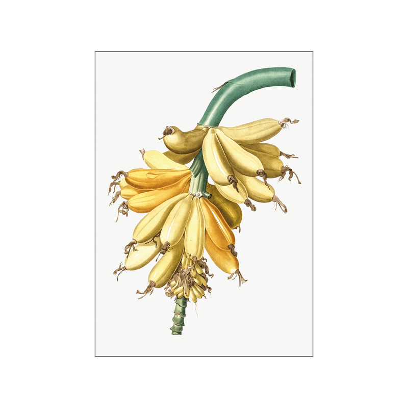 Banana — Art print by Pierre-Joseph Redoute de Kerchove de Denterghem from Poster & Frame