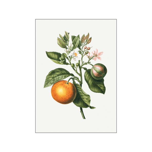 Bitter orange — Art print by Pierre-Joseph Redoute de Kerchove de Denterghem from Poster & Frame