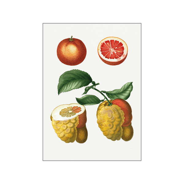 Blood orange — Art print by Pierre-Joseph Redoute de Kerchove de Denterghem from Poster & Frame