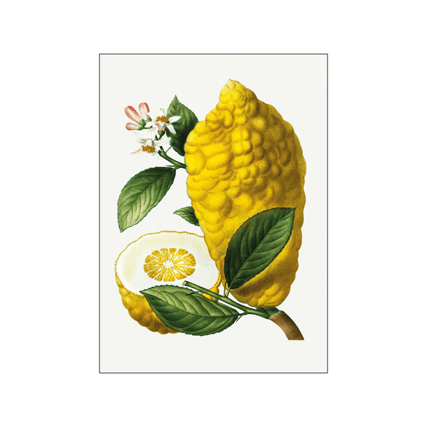 Citronier 01 — Art print by Pierre-Joseph Redoute de Kerchove de Denterghem from Poster & Frame