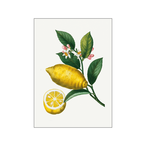 Citronier 02 — Art print by Pierre-Joseph Redoute de Kerchove de Denterghem from Poster & Frame