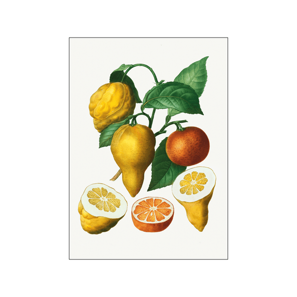 Citrus bigaradia — Art print by Pierre-Joseph Redoute de Kerchove de Denterghem from Poster & Frame