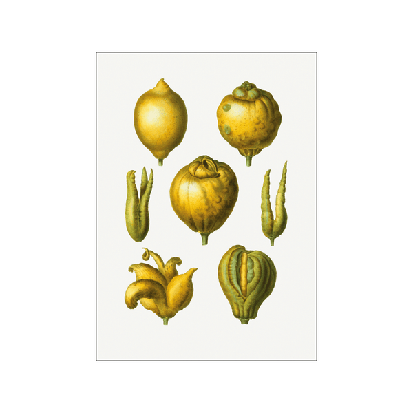 Citrus limonium — Art print by Pierre-Joseph Redoute de Kerchove de Denterghem from Poster & Frame