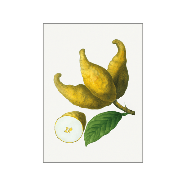 Cluster of lemons — Art print by Pierre-Joseph Redoute de Kerchove de Denterghem from Poster & Frame