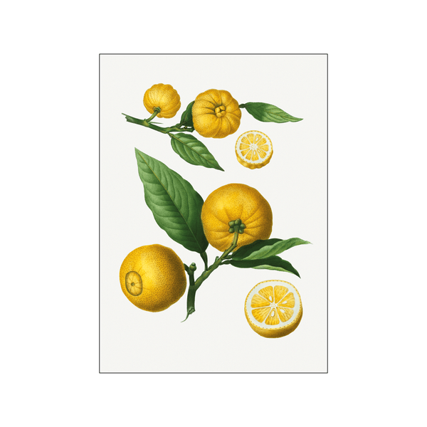 Cluster of citrus — Art print by Pierre-Joseph Redoute de Kerchove de Denterghem from Poster & Frame
