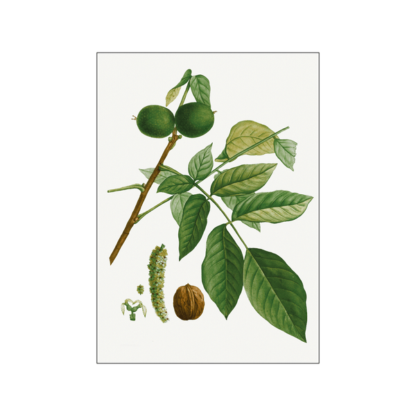 English walnut — Art print by Pierre-Joseph Redoute de Kerchove de Denterghem from Poster & Frame