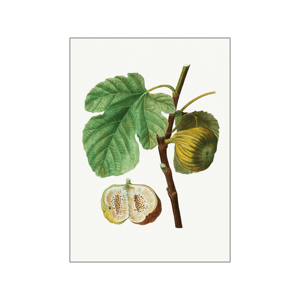 Ficus 01 — Art print by Pierre-Joseph Redoute de Kerchove de Denterghem from Poster & Frame