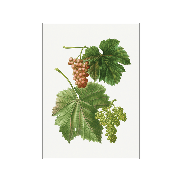 Grape vine — Art print by Pierre-Joseph Redoute de Kerchove de Denterghem from Poster & Frame
