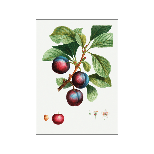 Myrobalan plum — Art print by Pierre-Joseph Redoute de Kerchove de Denterghem from Poster & Frame