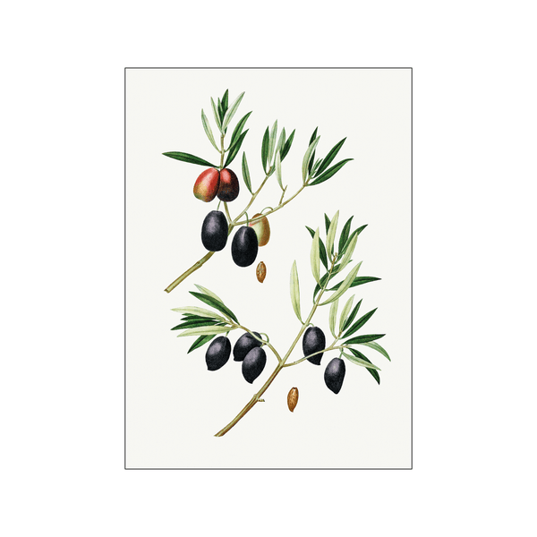 Olive Olea Euro pæa 01 — Art print by Pierre-Joseph Redoute de Kerchove de Denterghem from Poster & Frame