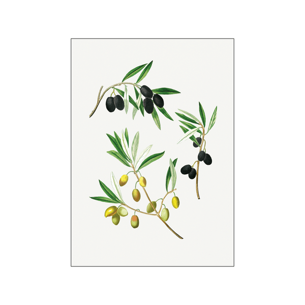 Olive Olea Euro pæa 03 — Art print by Pierre-Joseph Redoute de Kerchove de Denterghem from Poster & Frame