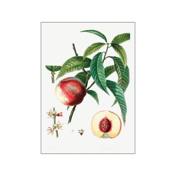 Peach 01 — Art print by Pierre-Joseph Redoute de Kerchove de Denterghem from Poster & Frame